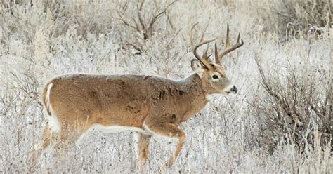 Deer gun licenses remain after lottery .